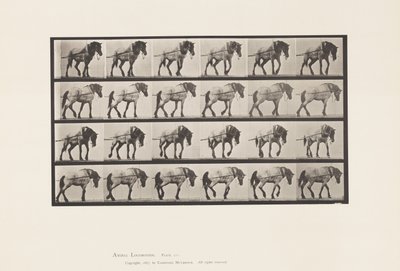 板块570.Hauling;深灰色比利时马汉塞尔，1885年 作者 爱德沃德·迈布里奇