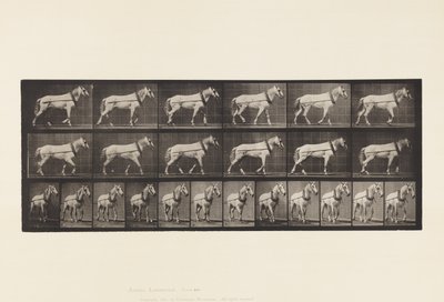 板块571.Hauling;浅灰色母马约翰逊，1885年 作者 爱德沃德·迈布里奇