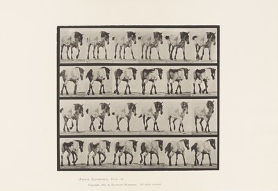 板575.Walking;自由;深灰色比利时马汉塞尔，1885年 作者 爱德沃德·迈布里奇