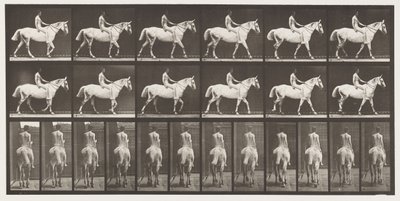 板581.Walking; Bareback;骑手，43岁，裸体; Light-Grey Horse Smith，1885 作者 爱德沃德·迈布里奇