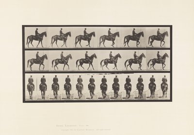 板584.Walking;鞍;不规则; Brown Mare Beauty，1885 作者 爱德沃德·迈布里奇