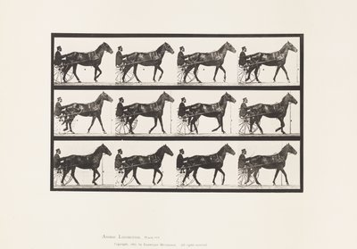 板588.Walking;生气; Bay Horse Reuben，1885 作者 爱德沃德·迈布里奇