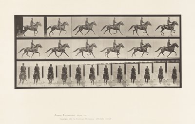 Plate 592. Rocking (Pacing): Saddle; Brown Horse Pronto 作者 爱德沃德·迈布里奇