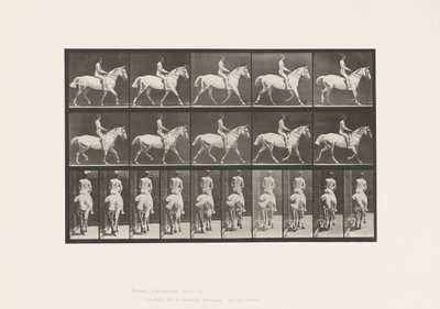 Plate 603. Trotting; Saddle; Ride, 43, Wide, Light-Gray Horse Smith 作者 爱德沃德·迈布里奇
