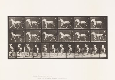 Plate 610. Trotting; Sulky; Gray Mare, Katydid 作者 爱德沃德·迈布里奇