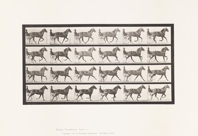 Plate 614. Trotting; Breaking to Gallop; Sorrel Mare Flode Holden 作者 爱德沃德·迈布里奇