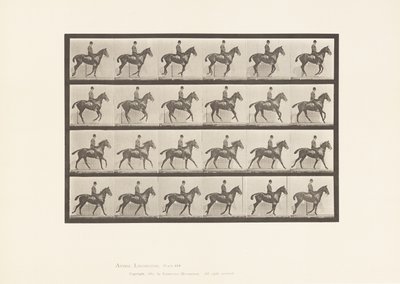 Plate 616. Canter; Saddle; Bay Horse Daisy 作者 爱德沃德·迈布里奇