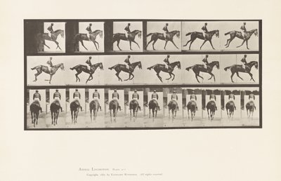 Plate 620. Canter; Saddle; Thoroughbred Bay Mare Annie 6. 作者 爱德沃德·迈布里奇