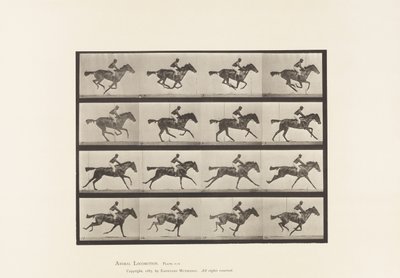 Plate 626. Gallop; Thoroughbred Bay Mare Annie G. 作者 爱德沃德·迈布里奇
