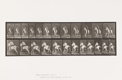 Plate 630. Gallop; Saddle; Gray Mare Pandora 作者 爱德沃德·迈布里奇