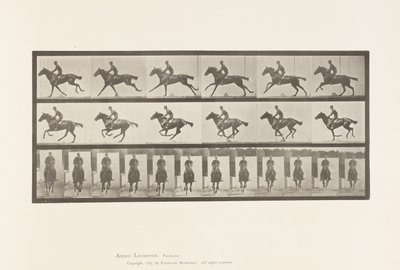 Plate 631. Gallop; Saddle; Thoroughbred Bay Horse Bouquet 作者 爱德沃德·迈布里奇