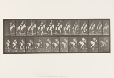 Plate 635. Gallop; Saddle; Gray Mare, Pandora 作者 爱德沃德·迈布里奇