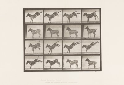 Plate 658. Mule; A, kicking; B, kicking Ruth 作者 爱德沃德·迈布里奇