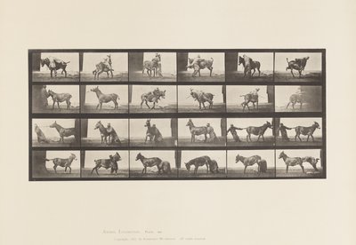 Plate 662. Mule; A, B, A Refractory Animal Denver 作者 爱德沃德·迈布里奇