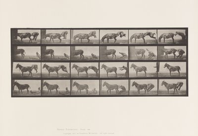 Plate 663. Mule; A, B, A Refractory Animal Denver 作者 爱德沃德·迈布里奇