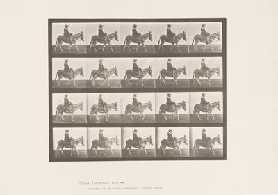 Plate 666. Ass; Walking; Saddle; A Girl Riding, Zoo 作者 Eadweard Muybridge