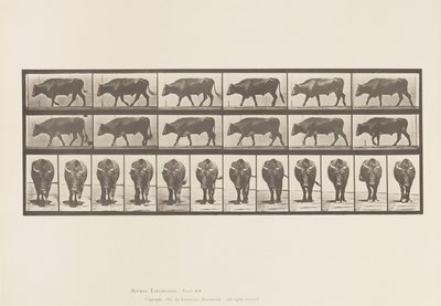 Plate 670. Ox; Walking 作者 爱德沃德·迈布里奇
