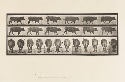 Plate 671. Ox; Walking 作者 爱德沃德·迈布里奇