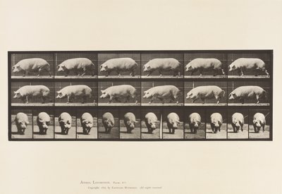 Plate 673. Sow; Walking 作者 爱德沃德·迈布里奇