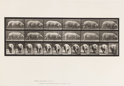 Plate 674. Sow; Walking 作者 爱德沃德·迈布里奇