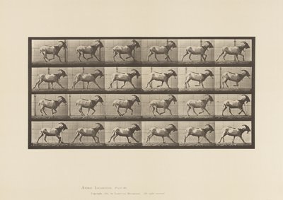 Plate 679. Goat; Galloping 作者 爱德沃德·迈布里奇