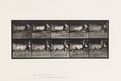689盘子。小鹿； A、B、Buck 和 Do 组； 驰骋 作者 爱德沃德·迈布里奇