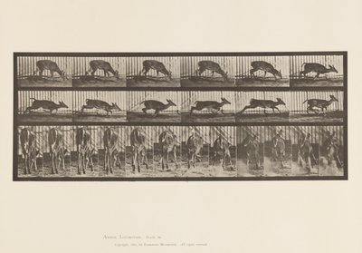Plate 681. Virginia Deer; (No Antlers) Buck Walking 作者 爱德沃德·迈布里奇