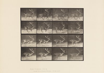 Plate 682. Fallow; Buck; A, Trotting; B, Galloping 作者 爱德沃德·迈布里奇