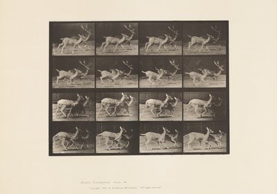 Plate 684. Fallow Deer; A, Buck and Doe; B, Two Does; Trotting 作者 爱德沃德·迈布里奇