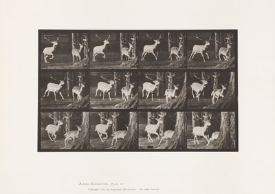 Plate 686. Fallow Deer; Buck and Doe; Galloping 作者 爱德沃德·迈布里奇
