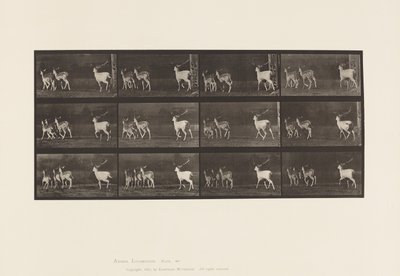 Plate 687. Fallow Deer; Buck and Group of Does; Galloping 作者 爱德沃德·迈布里奇