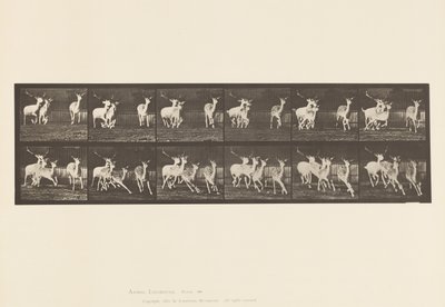 Plate 688. Fallow Deer; Buck and Group of Does; Galloping 作者 爱德沃德·迈布里奇