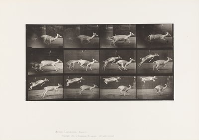 Plate 691. Fallow Deer; Doe; Galloping; and Kid; Jumping 作者 爱德沃德·迈布里奇
