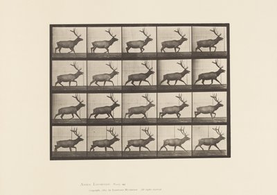 Plate 692. Elk, Trotting 作者 爱德沃德·迈布里奇