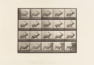 Plate 693. Elk, Galloping 作者 爱德沃德·迈布里奇