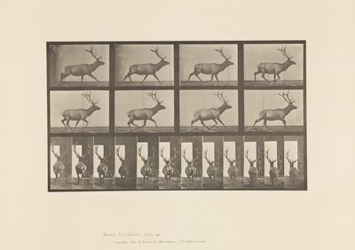 Plate 694. Elk, Galloping 作者 爱德沃德·迈布里奇