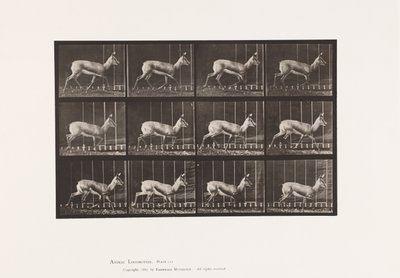 Plate 697. Antelope; Trotting 作者 爱德沃德·迈布里奇
