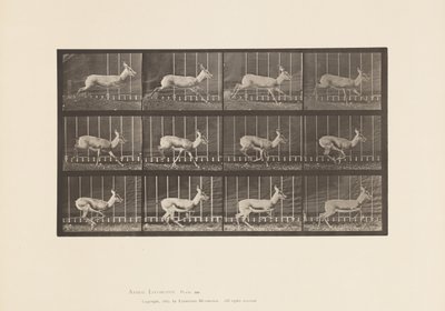 Plate 698. Antelope; Galloping 作者 爱德沃德·迈布里奇
