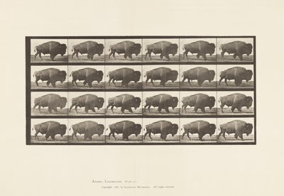 Plate 699. Buffalo; Walking 作者 爱德沃德·迈布里奇
