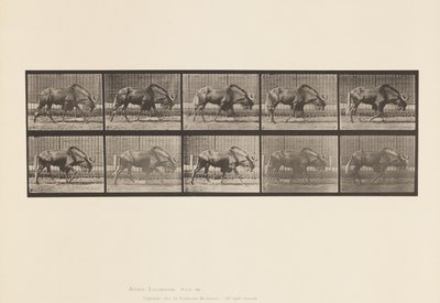 Plate 701. Gnu; Walking 作者 爱德沃德·迈布里奇