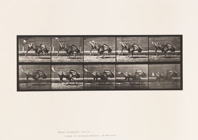 Plate 702. Gnu; Bucking and Galloping 作者 爱德沃德·迈布里奇