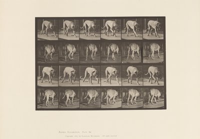 Plate 704. Dog; Walking; Mastiff 作者 爱德沃德·迈布里奇