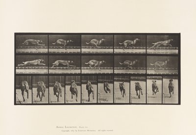Plate 708. Dog; Galloping; Brown Racing Hound 作者 爱德沃德·迈布里奇