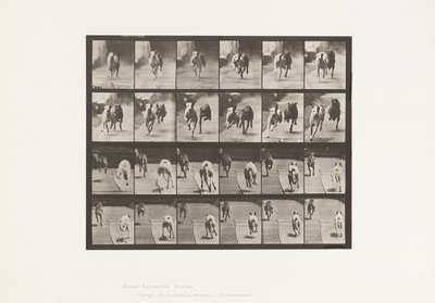 Plate 711. Dogs; Two Racing; A, B; Racing Hounds, Ike & Maggie 作者 爱德沃德·迈布里奇
