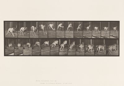 Plate 712. Dog; Jumping Hurdle; Mastiff, Dread 作者 爱德沃德·迈布里奇