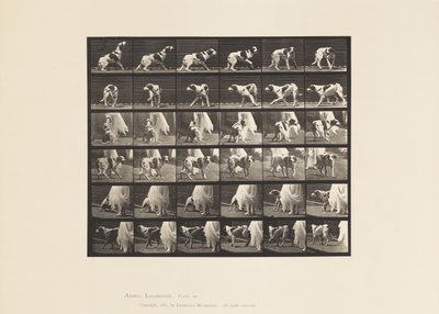 Plate 713. Dog; Turning Around, etc; Setter Kate 作者 爱德沃德·迈布里奇