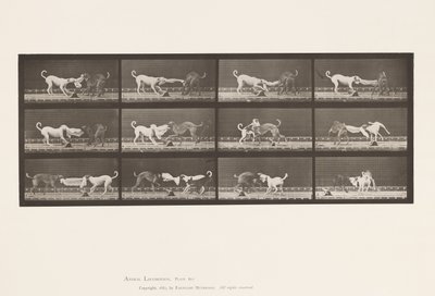 Plate 715. Dogs; Three, Tugging at a Towel, Ike, Maggie, etc. 作者 爱德沃德·迈布里奇