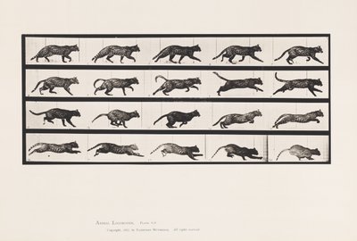 Plate 717. Cat; Trotting; Change to Galloping 作者 爱德沃德·迈布里奇