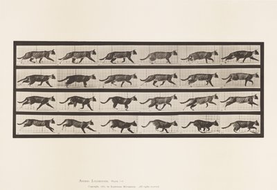Plate 718. Cat; Trotting; Change to Galloping 作者 爱德沃德·迈布里奇