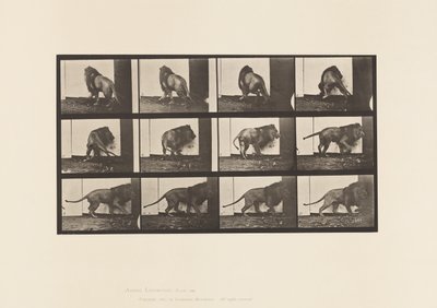Plate 725. Lion; Walking, Turning Around 作者 爱德沃德·迈布里奇
